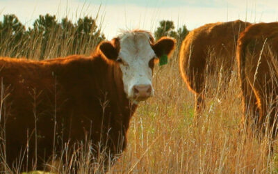 Traceability and Transparency – Table Stakes for Tomorrow’s Consumers