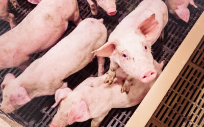 It’s Time to Embrace the Realities of Modern Farming