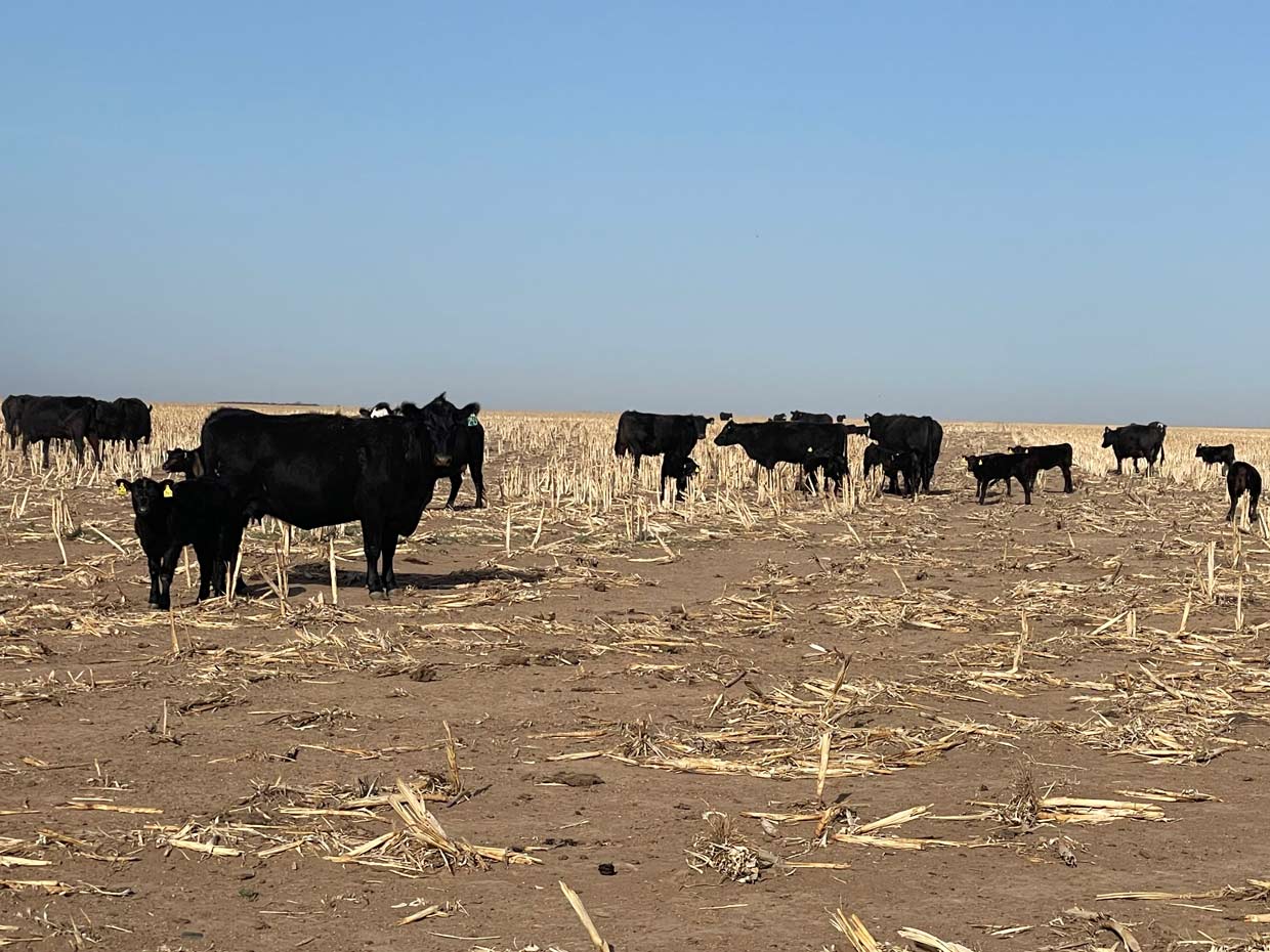 cows eat sorghum