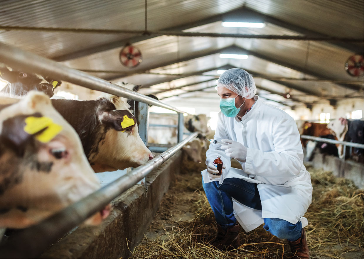 Veterinarian inspecting cattle