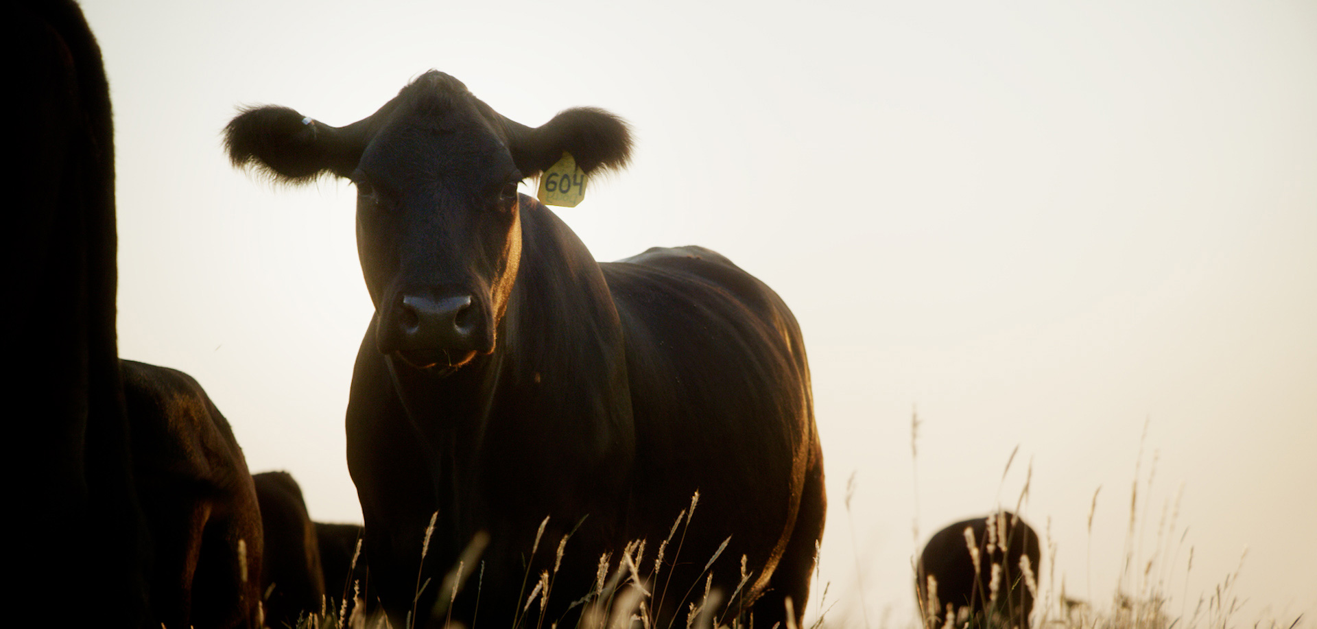 Black heifer in a pasture 