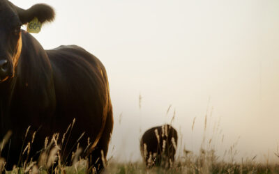 Creekstone Farms®