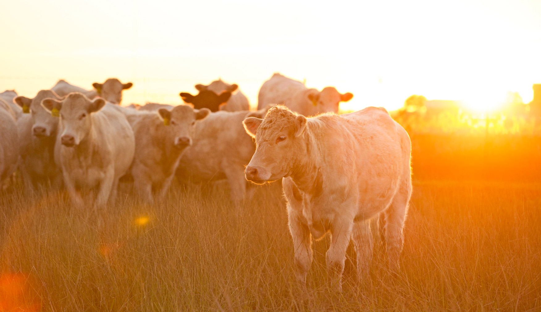 Meat Consumers Care About Animal Welfare | Midan Meat Consumers Care About Animal Welfare | Midan