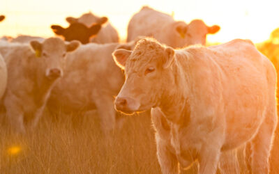 Recurring Research Theme: Concerns About Antibiotics, Hormones and Animal Welfare