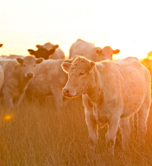 A herd of Charolais beef cattle in a pasture at sunset