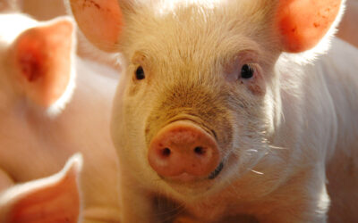 3 Key Messages About Pork in 2023