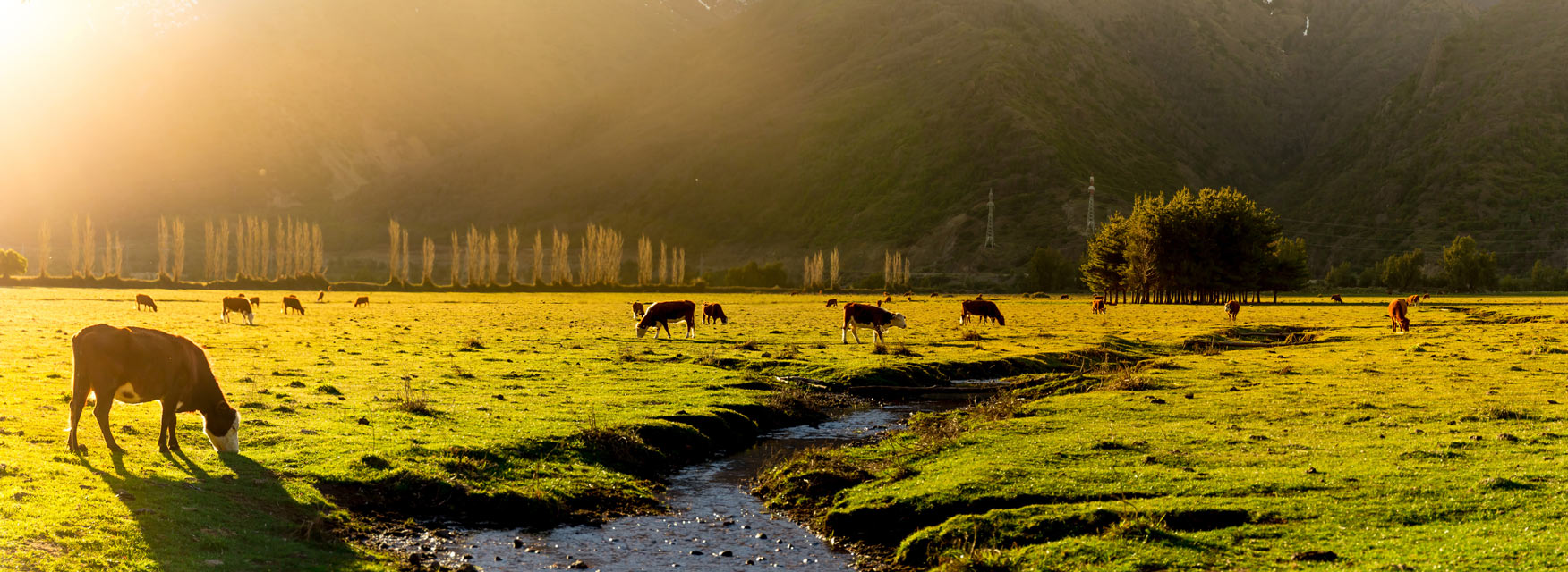 Beef cattle graze grass near a creek with mountains in the background