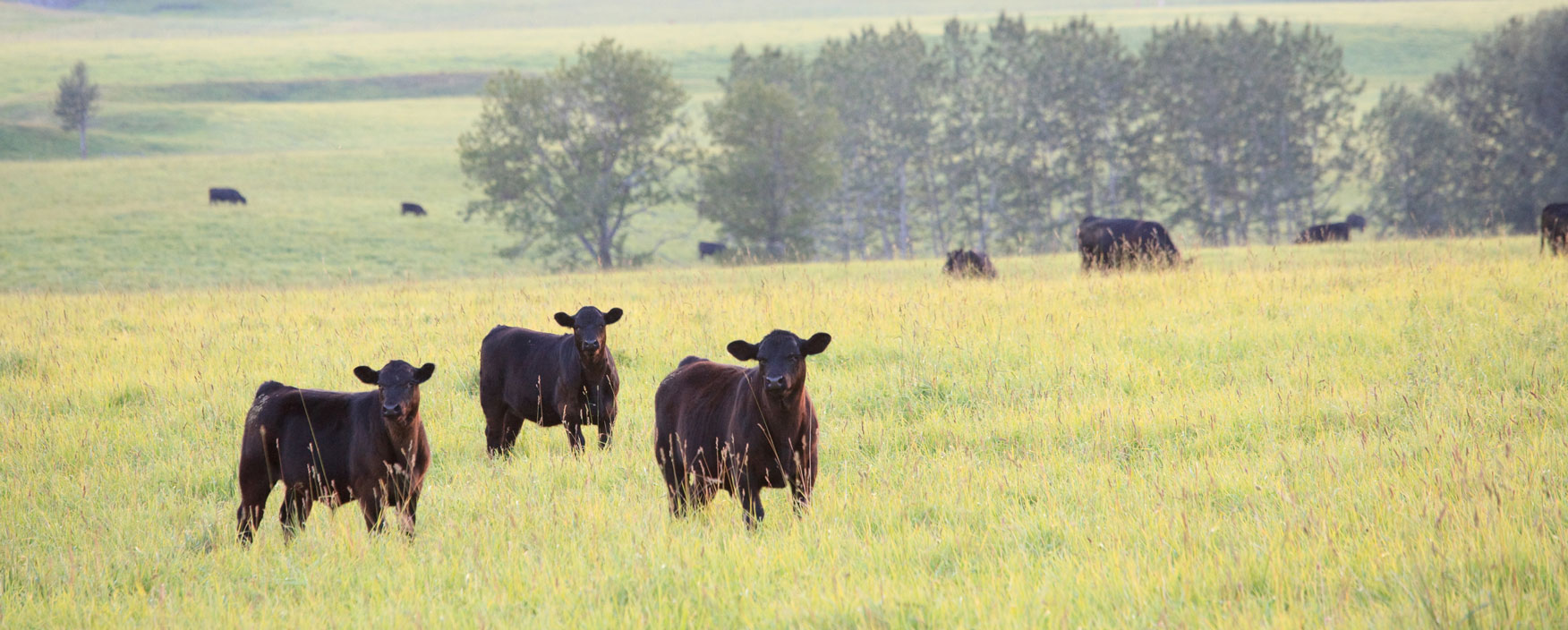 Angus cattle grazing in a pasture