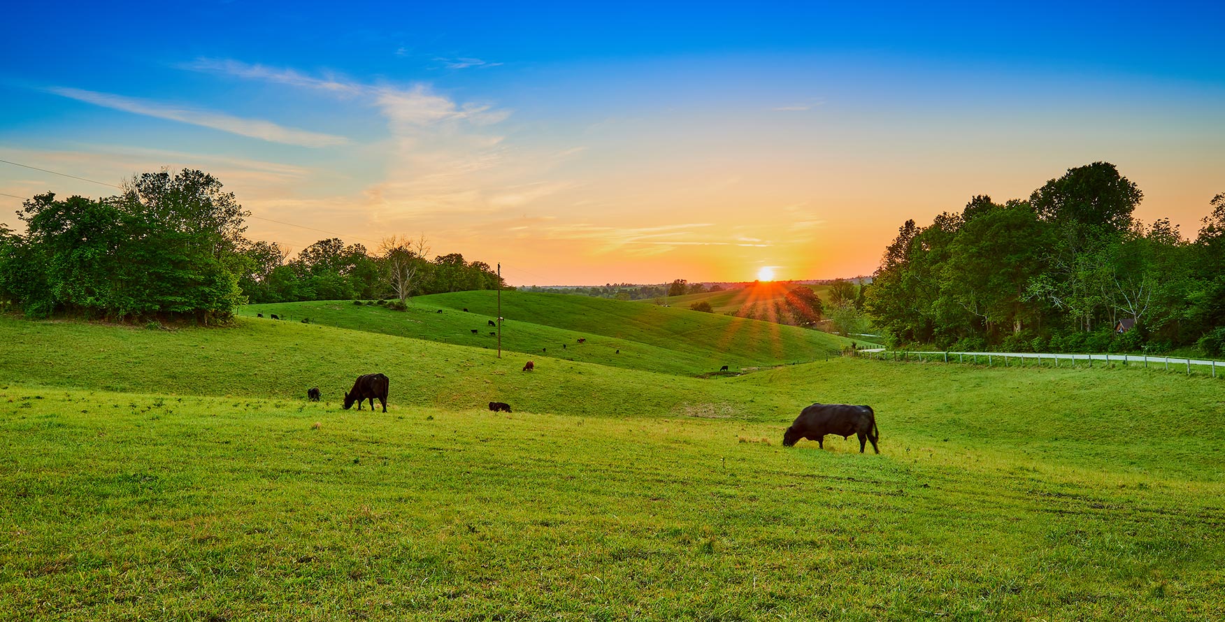 Black cattle grazing on a sunset pasture