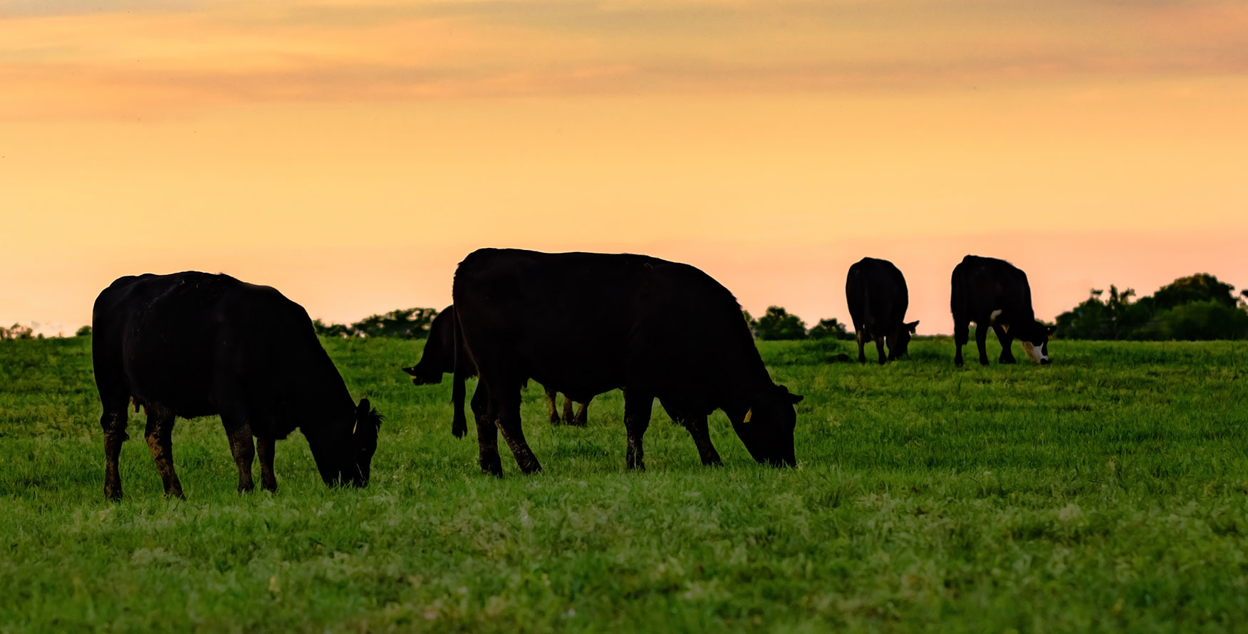Brown cows in a field at sunset