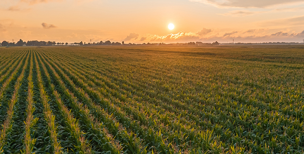 A field at sunset