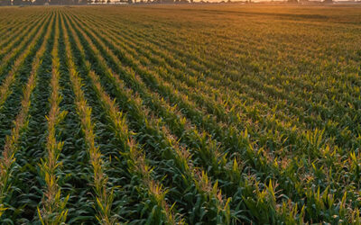 Has Sustainability Stalled? Not Even Close