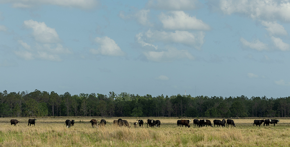 A field of cattle under a blue sky