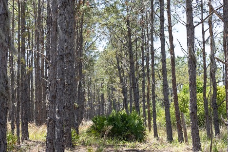 Inside the reclaimed wetlands