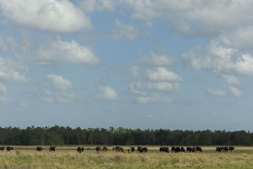 A field of cattle under a blue sky