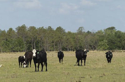 A herd of black cattle grazing in the field
