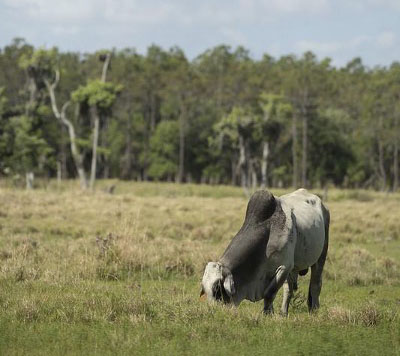 A brahman cow grazing