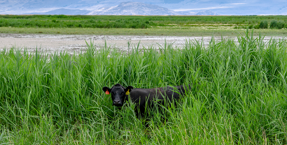 Cow in a field of tall grass
