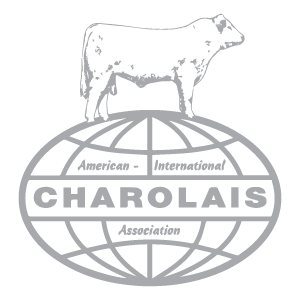 Charolais