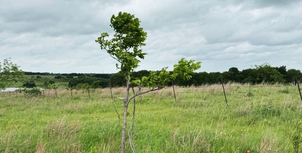 A green pasture on a ranch