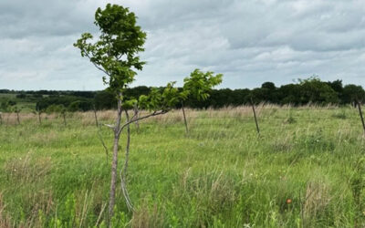 Beyond the Plant: What Meat Processors Should Know About Ranching’s Sustainability Shift