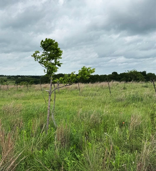 Beyond the Plant: What Meat Processors Should Know About Ranching’s Sustainability Shift