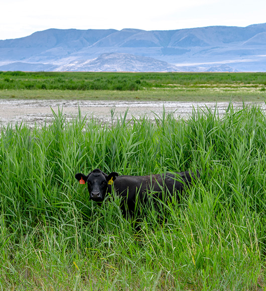 Defending the Price Tag: How Land Stewardship Moves Beef from Commodity to Strategic Asset